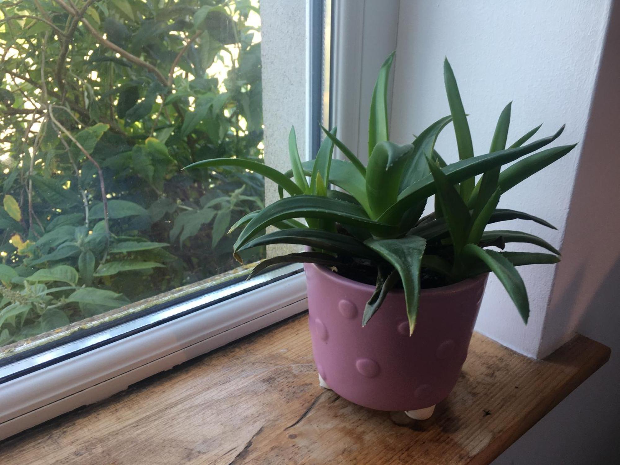 Apartament Driftwood Loft Killyleagh Zewnętrze zdjęcie